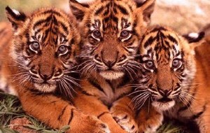 Petits tigres